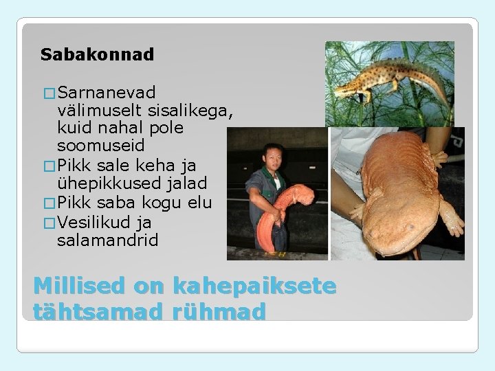 Sabakonnad � Sarnanevad välimuselt sisalikega, kuid nahal pole soomuseid � Pikk sale keha ja Sabakonnad � Sarnanevad välimuselt sisalikega, kuid nahal pole soomuseid � Pikk sale keha ja