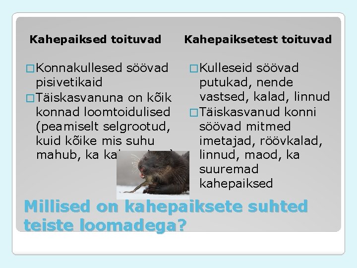 Kahepaiksed toituvad � Konnakullesed söövad pisivetikaid � Täiskasvanuna on kõik konnad loomtoidulised (peamiselt selgrootud, Kahepaiksed toituvad � Konnakullesed söövad pisivetikaid � Täiskasvanuna on kõik konnad loomtoidulised (peamiselt selgrootud,