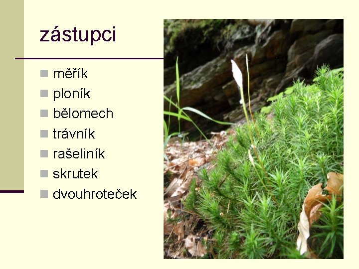 zástupci n měřík n ploník n bělomech n trávník n rašeliník n skrutek n