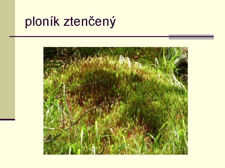 ploník ztenčený 