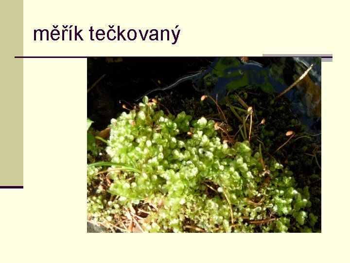 měřík tečkovaný 