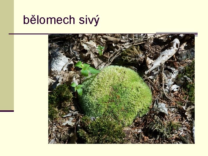 bělomech sivý 