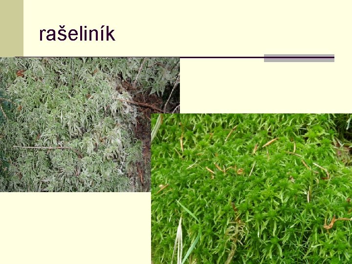 rašeliník 