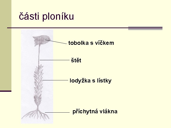 části ploníku tobolka s víčkem štět lodyžka s lístky příchytná vlákna 