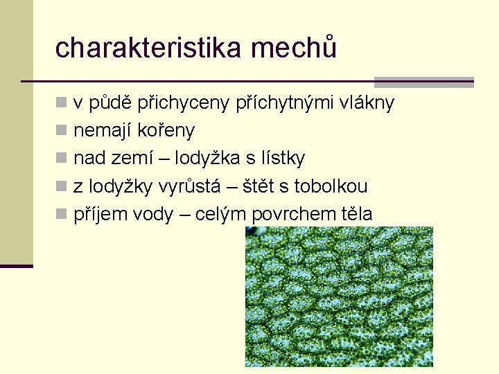 charakteristika mechů n v půdě přichyceny příchytnými vlákny n nemají kořeny n nad zemí