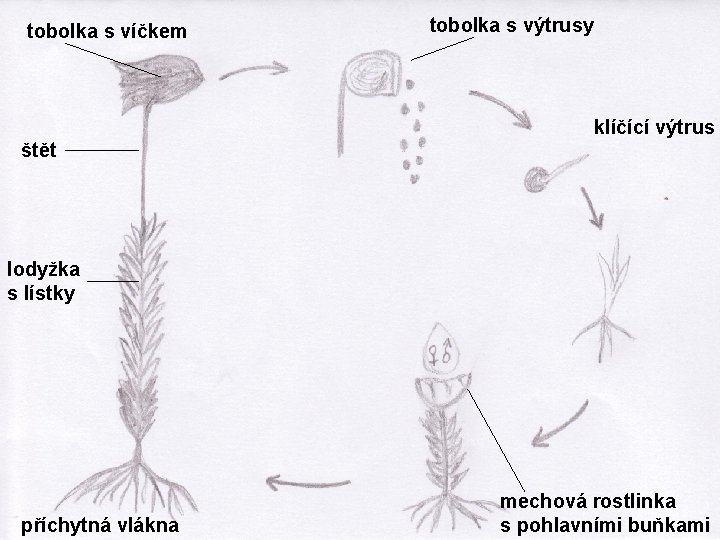 tobolka s víčkem tobolka s výtrusy klíčící výtrus štět lodyžka s lístky příchytná vlákna