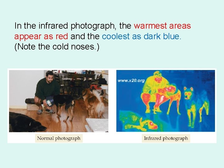 In the infrared photograph, the warmest areas appear as red and the coolest as In the infrared photograph, the warmest areas appear as red and the coolest as