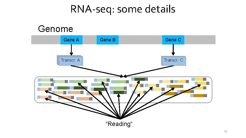 RNA-seq: some details Genome Gene A Gene B Transcr. A Gene C Transcr. C