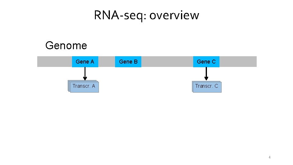 RNA-seq: overview Genome Gene A Transcr. A A Gene B Gene C Transcr. A