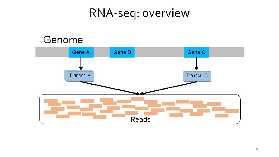 RNA-seq: overview Genome Gene A Gene B Transcr. A A Gene C Transcr. A