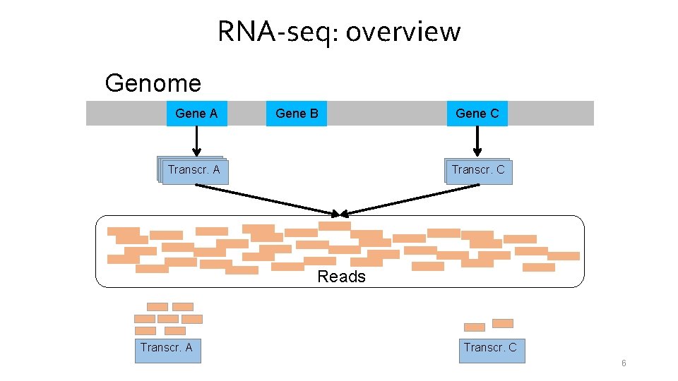 RNA-seq: overview Genome Gene A Gene B Transcr. A A Gene C Transcr. A