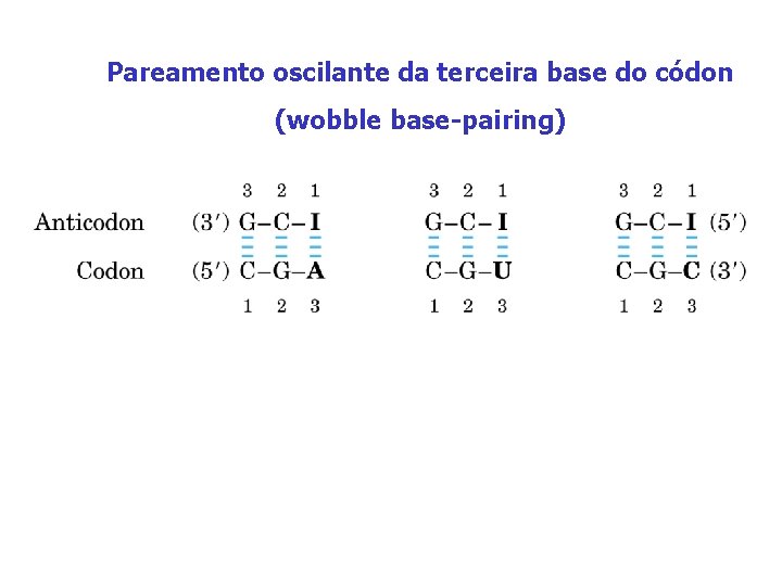 Pareamento oscilante da terceira base do códon (wobble base-pairing) 