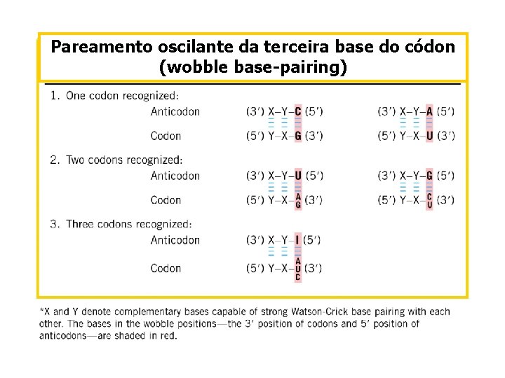 Pareamento oscilante da terceira base do códon (wobble base-pairing) 