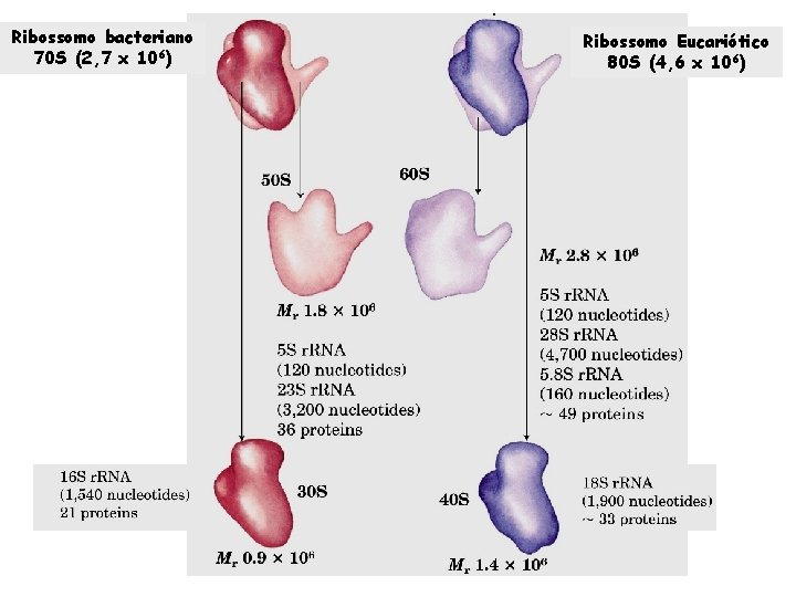Ribossomo bacteriano 70 S (2, 7 x 106) Ribossomo Eucariótico 80 S (4, 6