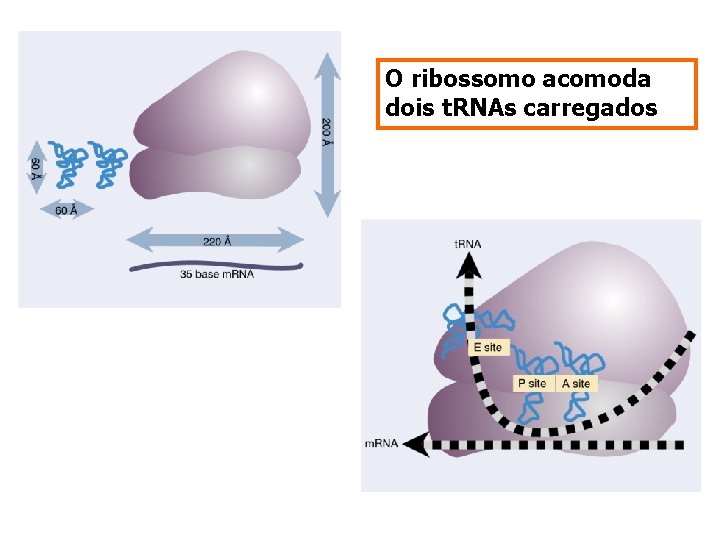 O ribossomo acomoda dois t. RNAs carregados 