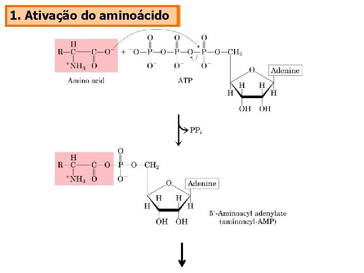 1. Ativação do aminoácido 