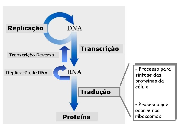 Replicação Transcrição Reversa Replicação de RNA Tradução Proteína - Processo para síntese das proteínas