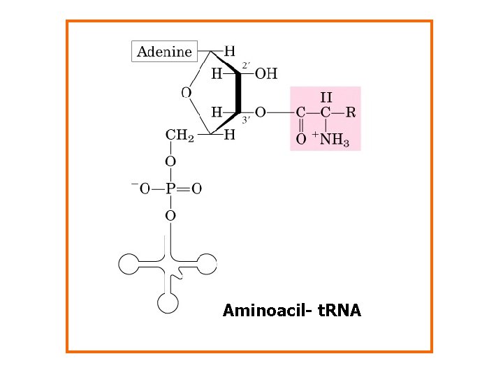 Aminoacil- t. RNA 