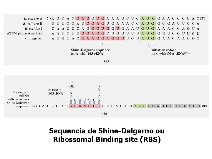 Sequencia de Shine-Dalgarno ou Ribossomal Binding site (RBS) 