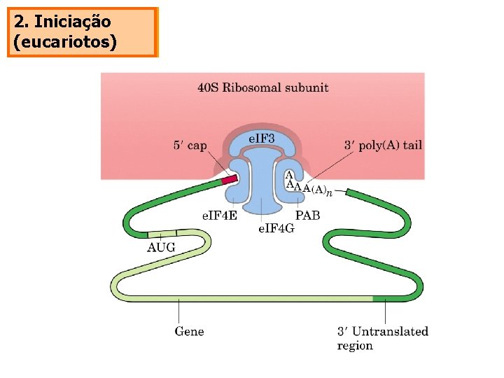 2. Iniciação (eucariotos) 