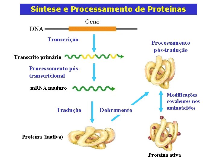 Síntese e Processamento de Proteínas Transcrição Processamento pós-tradução Transcrito primário Processamento póstranscricional m. RNA