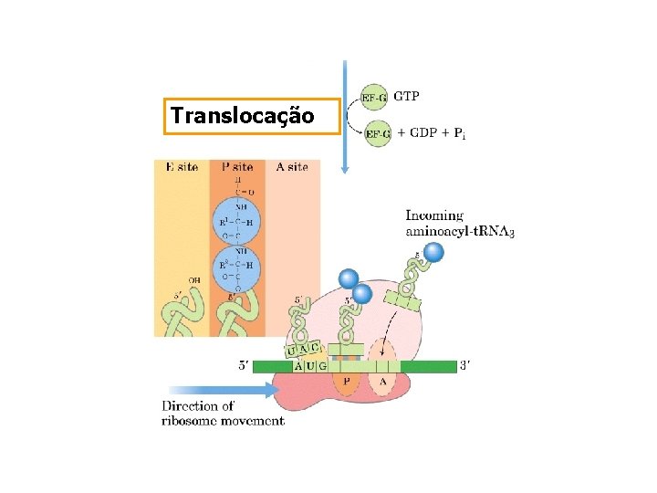 Translocação 