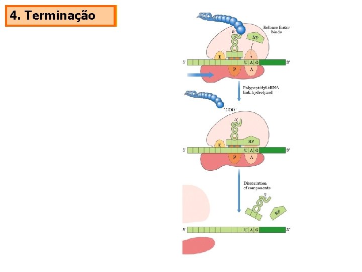 4. Terminação 