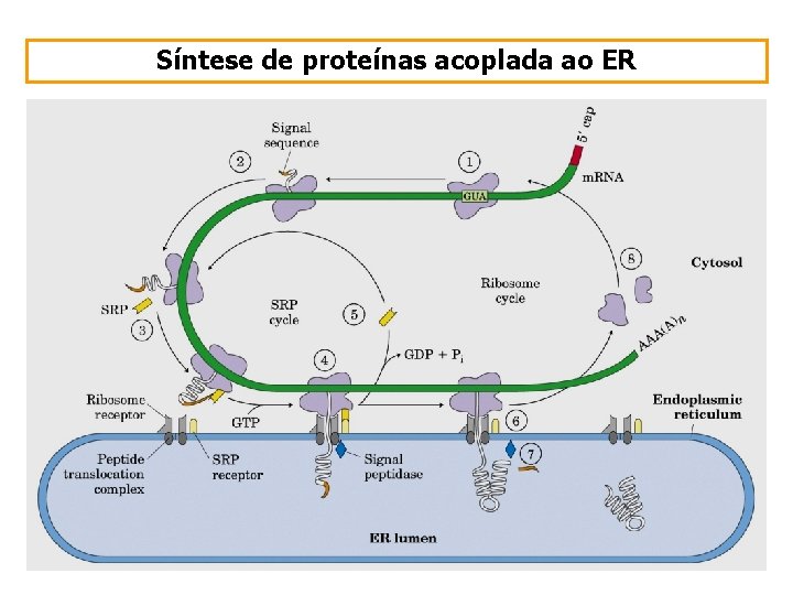 Síntese de proteínas acoplada ao ER 