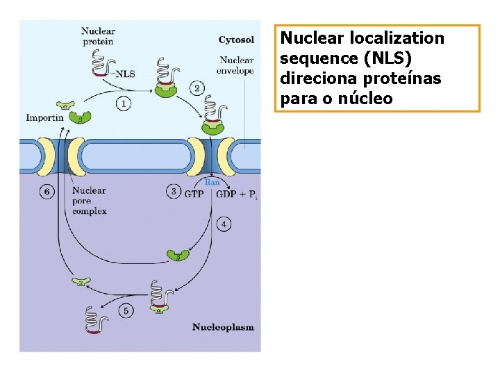 Nuclear localization sequence (NLS) direciona proteínas para o núcleo 