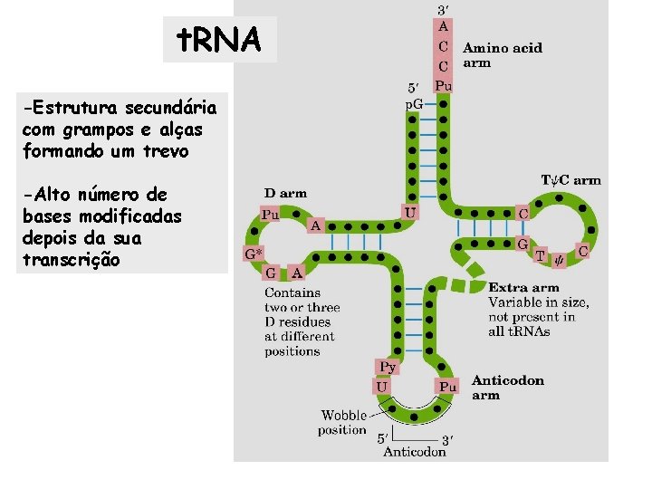 t. RNA -Estrutura secundária com grampos e alças formando um trevo -Alto número de