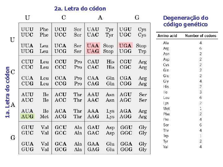 2 a. Letra do códon 1 a. Letra do códon Degeneração do código genético