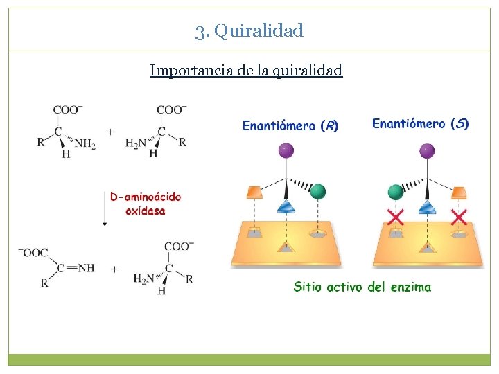 3. Quiralidad Importancia de la quiralidad 