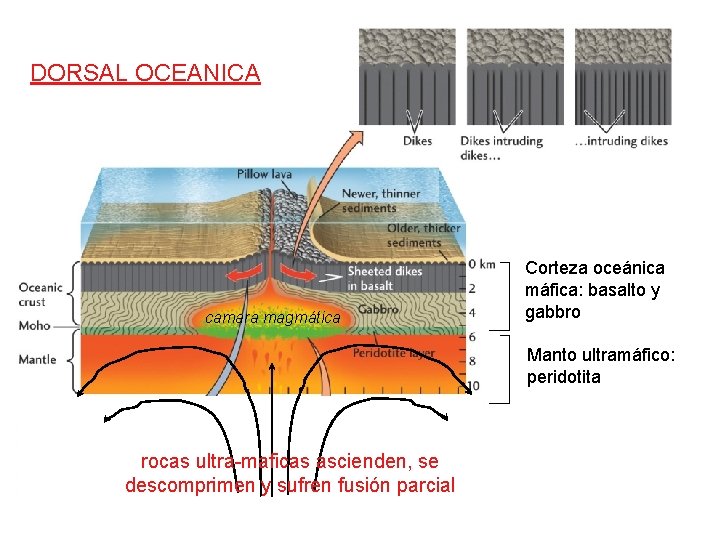 DORSAL OCEANICA camara magmática Corteza oceánica máfica: basalto y gabbro Manto ultramáfico: peridotita rocas