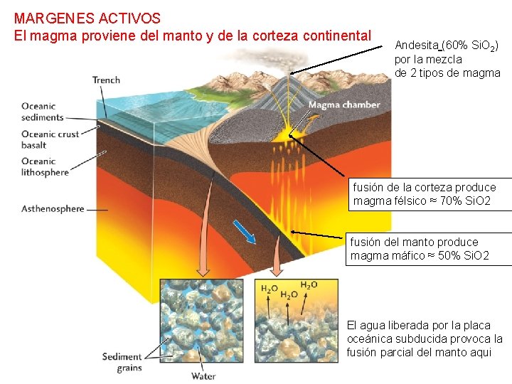 MARGENES ACTIVOS El magma proviene del manto y de la corteza continental Andesita (60%