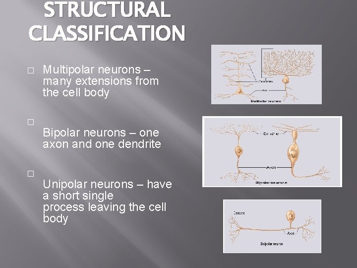 STRUCTURAL CLASSIFICATION � � � Multipolar neurons – many extensions from the cell body