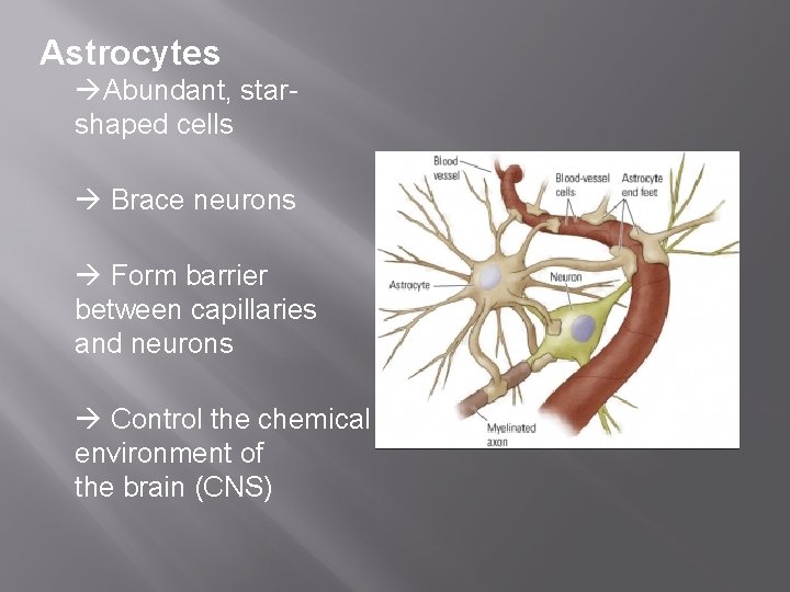 Astrocytes Abundant, starshaped cells Brace neurons Form barrier between capillaries and neurons Control the