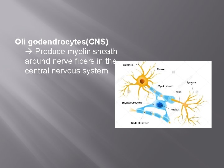 Oli godendrocytes(CNS) Produce myelin sheath around nerve fibers in the central nervous system 