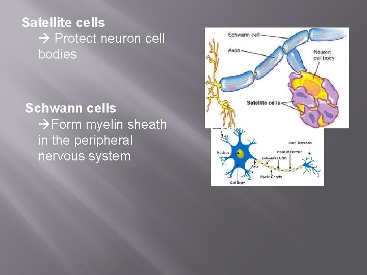 Satellite cells Protect neuron cell bodies Schwann cells Form myelin sheath in the peripheral