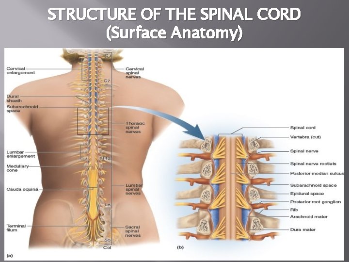 STRUCTURE OF THE SPINAL CORD (Surface Anatomy) 