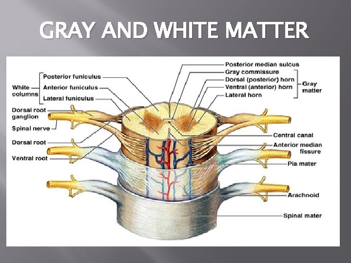 GRAY AND WHITE MATTER 