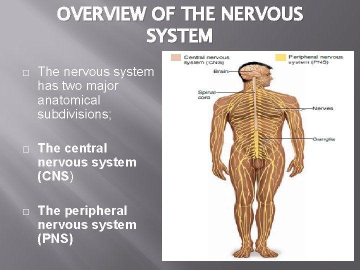 OVERVIEW OF THE NERVOUS SYSTEM � The nervous system has two major anatomical subdivisions;