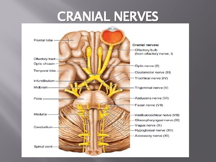 CRANIAL NERVES 