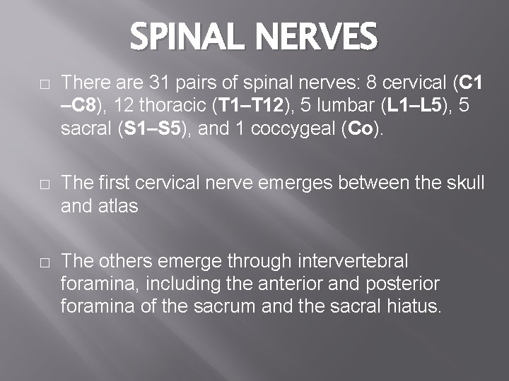 SPINAL NERVES � There are 31 pairs of spinal nerves: 8 cervical (C 1