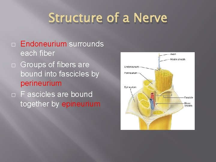 Structure of a Nerve � � � Endoneurium surrounds each fiber Groups of fibers