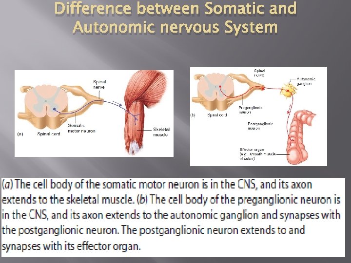 Difference between Somatic and Autonomic nervous System 