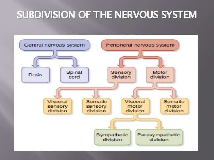 SUBDIVISION OF THE NERVOUS SYSTEM 