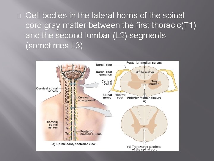 � Cell bodies in the lateral horns of the spinal cord gray matter between