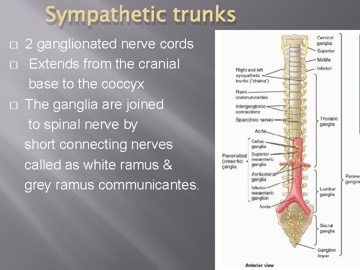 Sympathetic trunks 2 ganglionated nerve cords � Extends from the cranial base to the