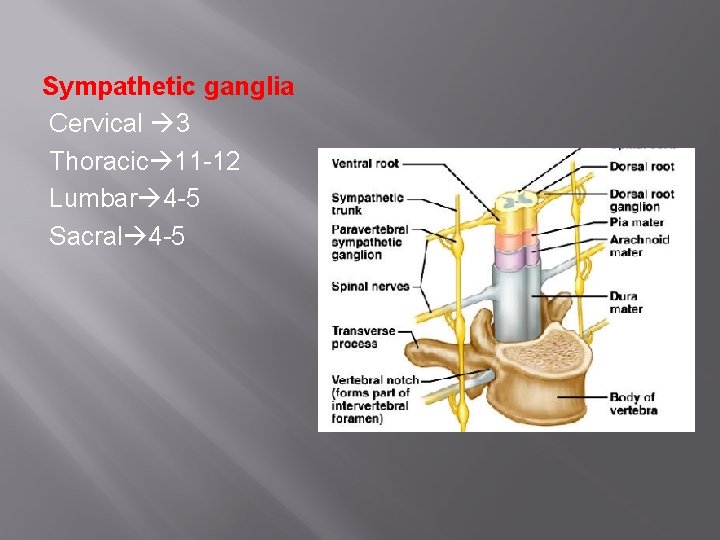 Sympathetic ganglia Cervical 3 Thoracic 11 -12 Lumbar 4 -5 Sacral 4 -5 