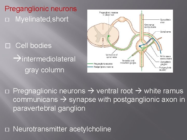 Preganglionic neurons � Myelinated, short � Cell bodies intermediolateral gray column � Pregnaglionic neurons